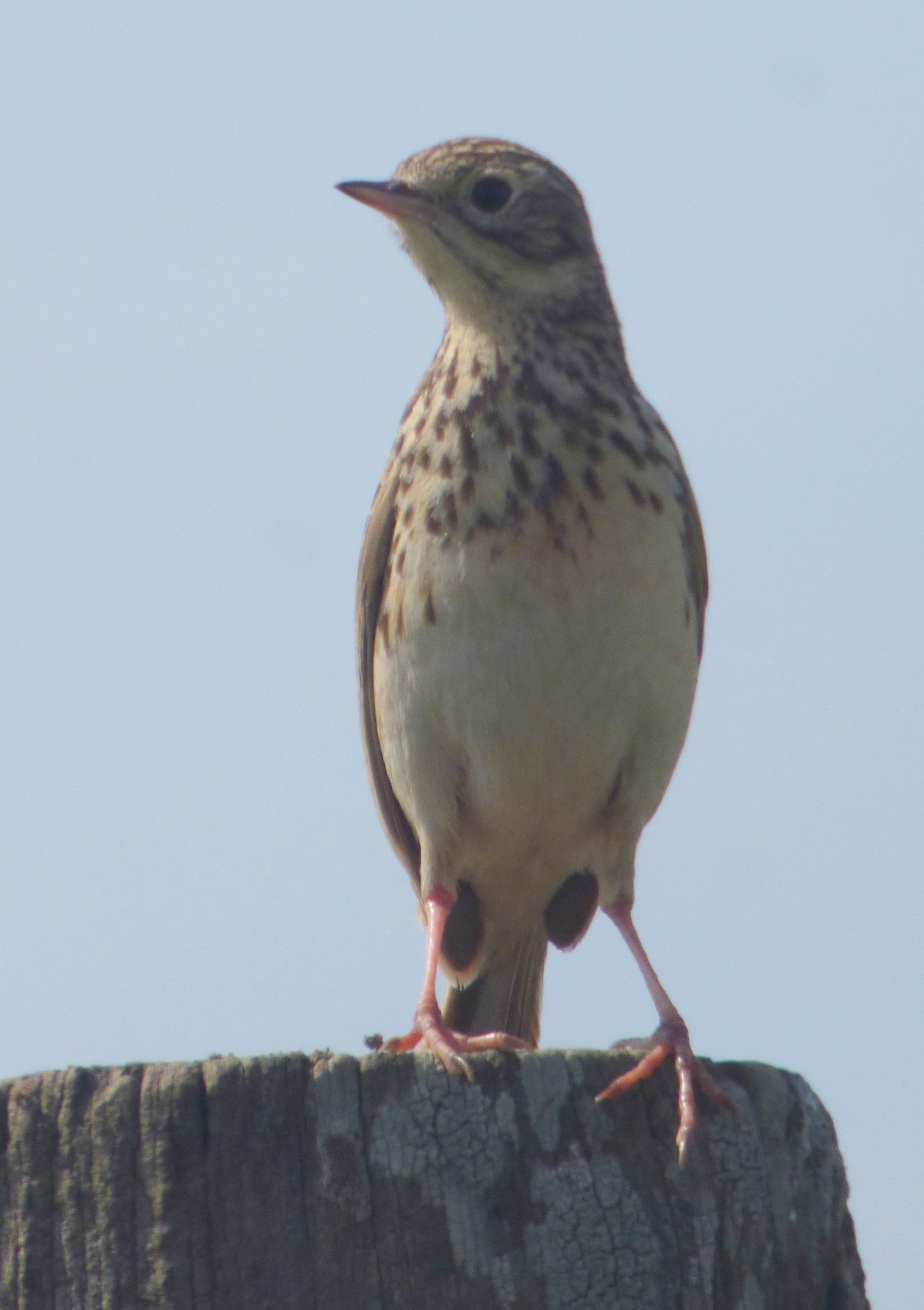 Short-billed Pipit (Anthus furcatus), photo 5