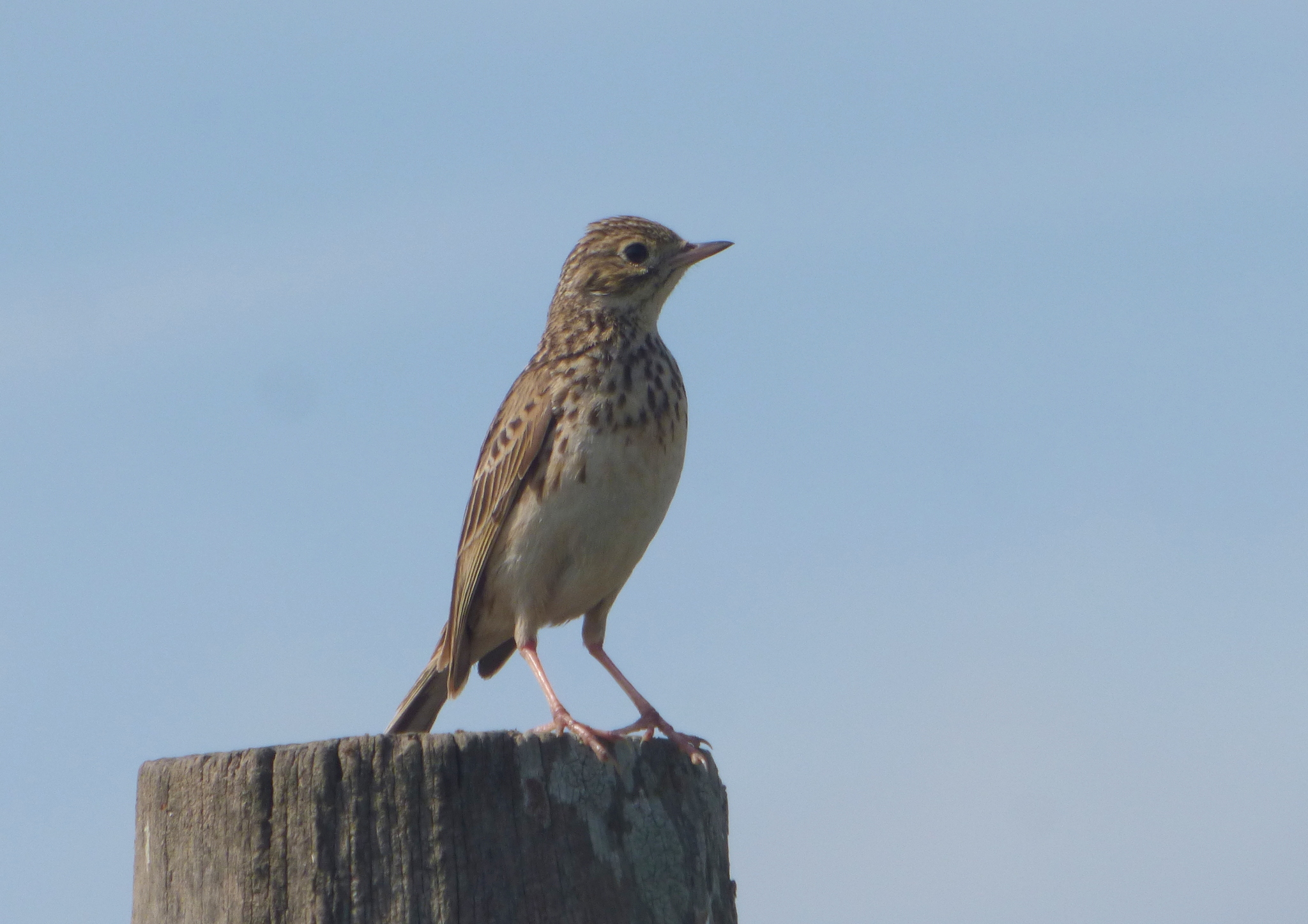Short-billed Pipit (Anthus furcatus), photo 8