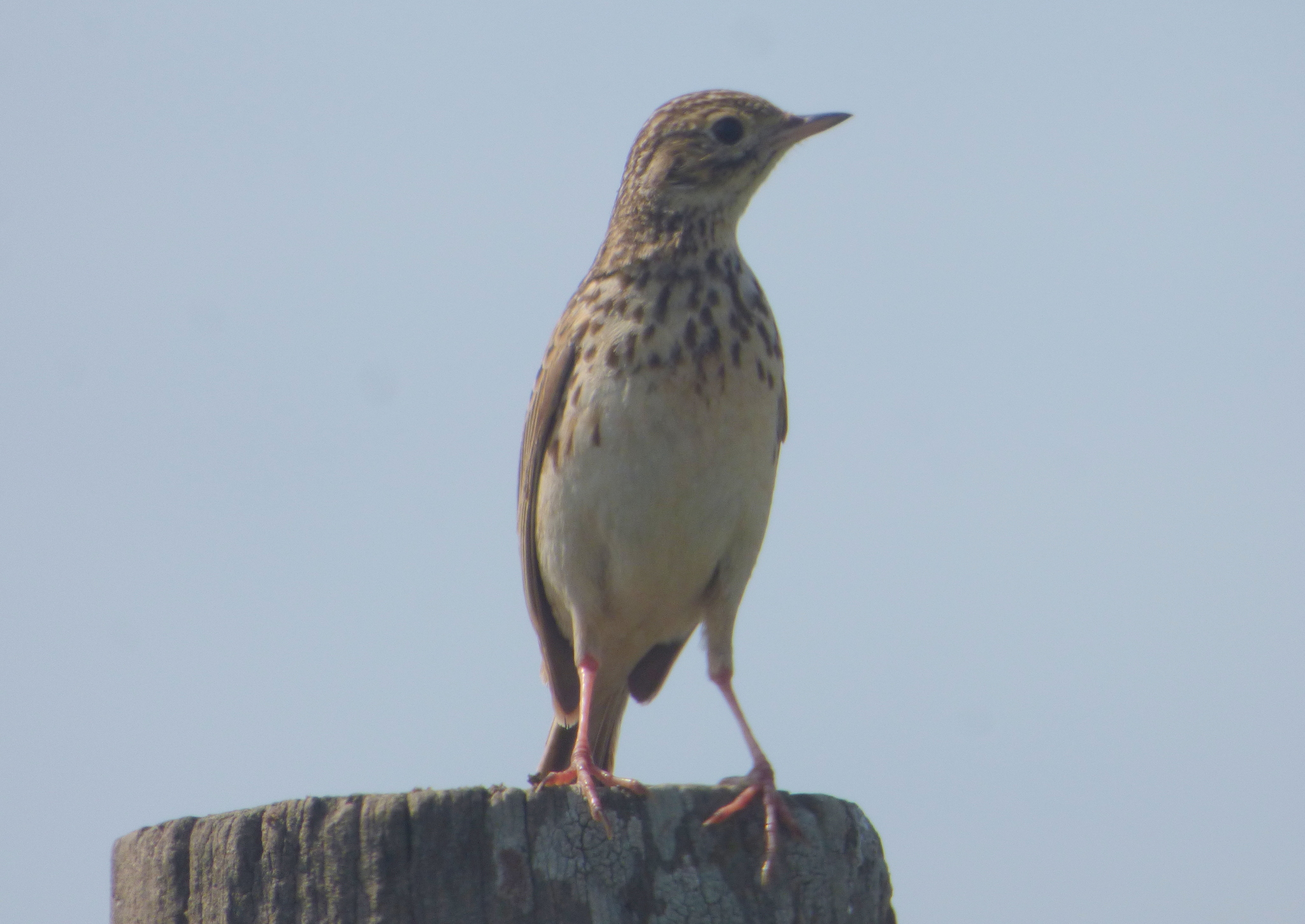 Short-billed Pipit (Anthus furcatus), photo 9