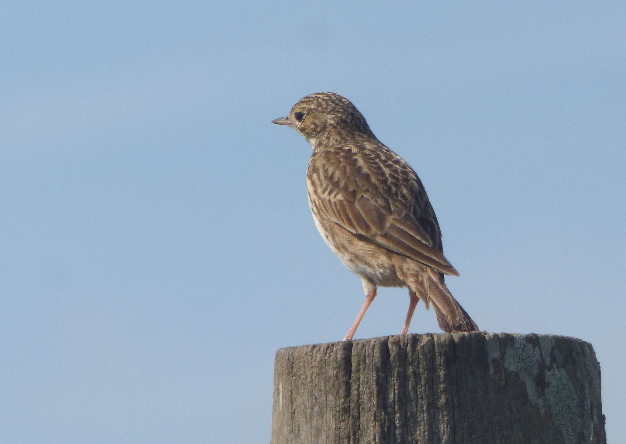 Short-billed Pipit (Anthus furcatus), photo 6