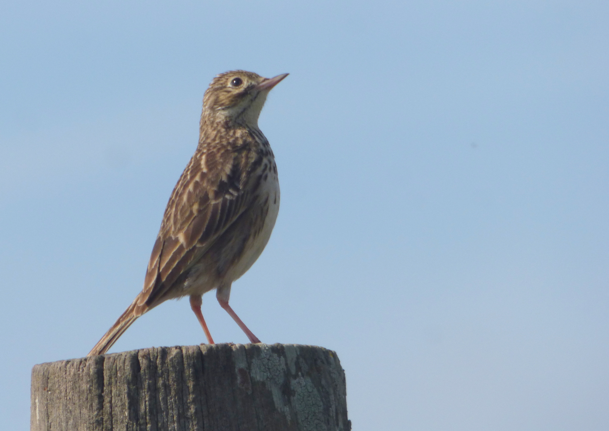 Short-billed Pipit (Anthus furcatus), photo 7