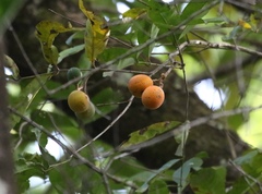 Cheiloclinium cognatum