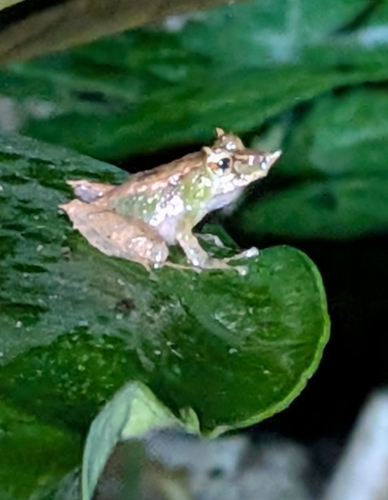 Pinocchio Rainfrog, Pristimantis appendiculatus