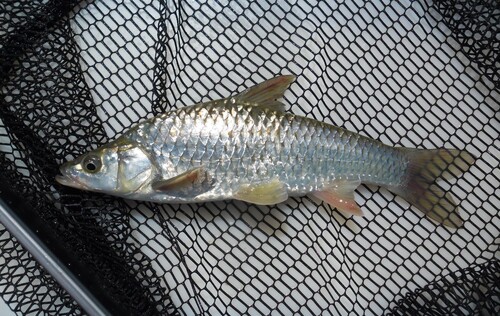 Bushveld papermouth (Enteromius mattozi) — Cyprinidae — 2