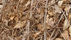 Stenocercus iridescens