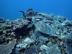 Green sea turtle