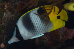 Chaetodon ulietensis