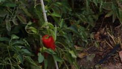 Capsicum annuum annuum