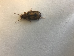 Philophlaeus