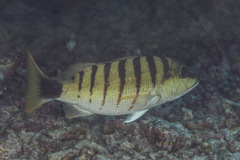 Lutjanus semicinctus