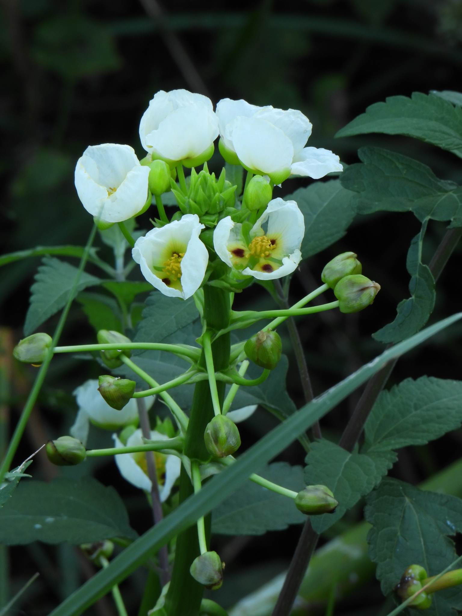 Sagittaria montevidensis