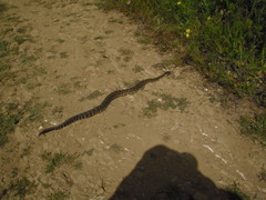 Crotalus oreganus helleri