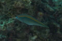 Stethojulis notialis