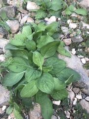 Echium plantagineum