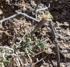 Brickellia frutescens
