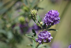 Medicago sativa sativa