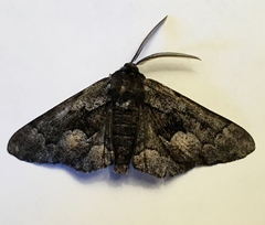 Phaeoura mexicanaria