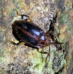 Epipocinae