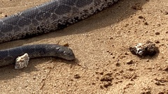 Czeblukov's Sea Snake photo 1
