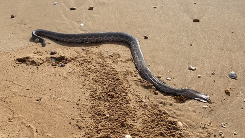 Photo of a Fine-spined Seasnake (Hydrophis czeblukovi)