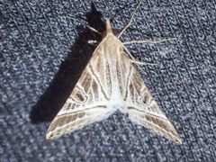 Phrataria replicataria