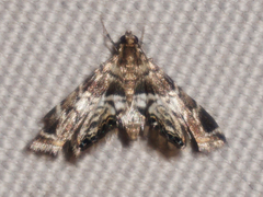 Usingeriessa onyxalis