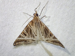 Phrataria replicataria