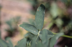 Medicago sativa sativa