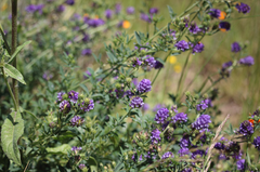 Medicago sativa sativa