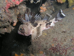 Cobbler Perch photo 4