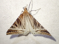 Phrataria replicataria
