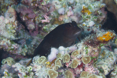 Cirripectes springeri