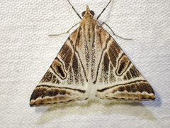 Phrataria replicataria