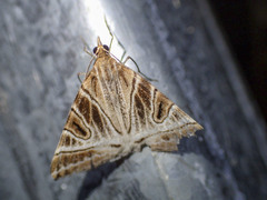 Phrataria replicataria