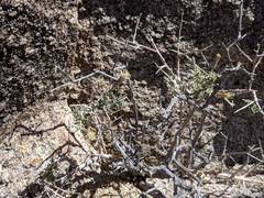 Brickellia frutescens