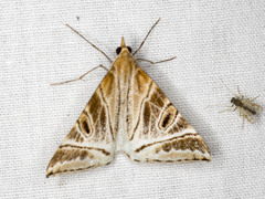 Phrataria replicataria