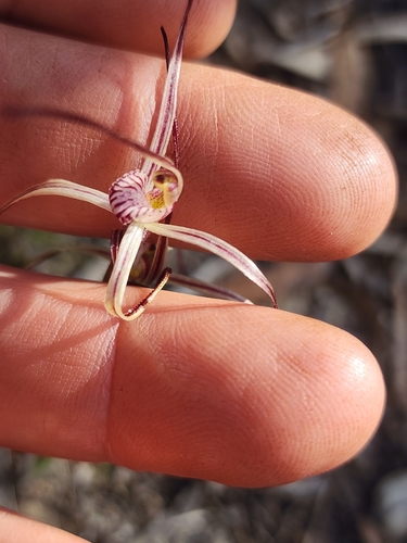Chameleon Spider Orchid (Caladenia dimidia)