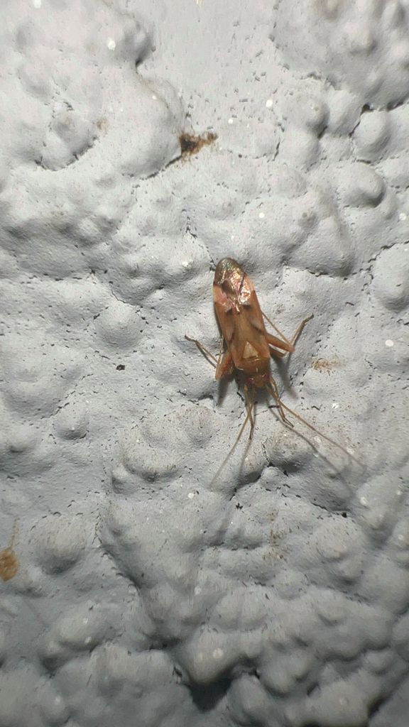 Phytocoris junipericola