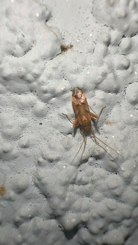 Phytocoris junipericola