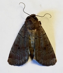 Protolampra rufipectus