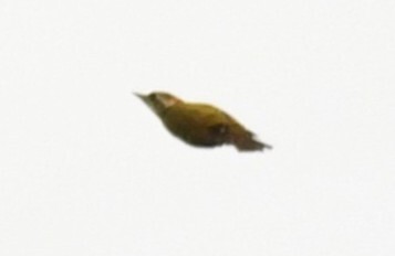Melancholy Woodpecker (Dendropicos lugubris), photo 10
