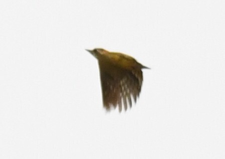 Melancholy Woodpecker (Dendropicos lugubris), photo 9