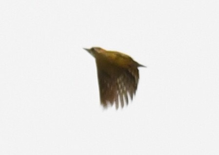 Melancholy Woodpecker (Dendropicos lugubris), photo 9