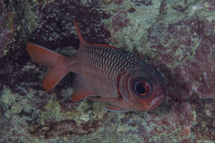 Myripristis violacea