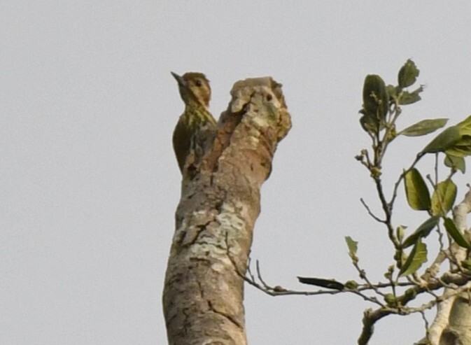 Melancholy Woodpecker (Dendropicos lugubris), photo 2