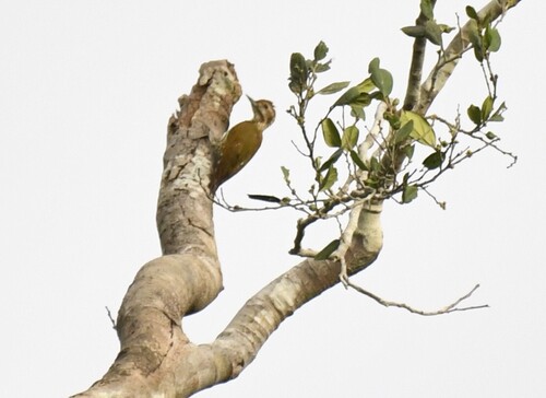 Melancholy Woodpecker (Dendropicos lugubris)