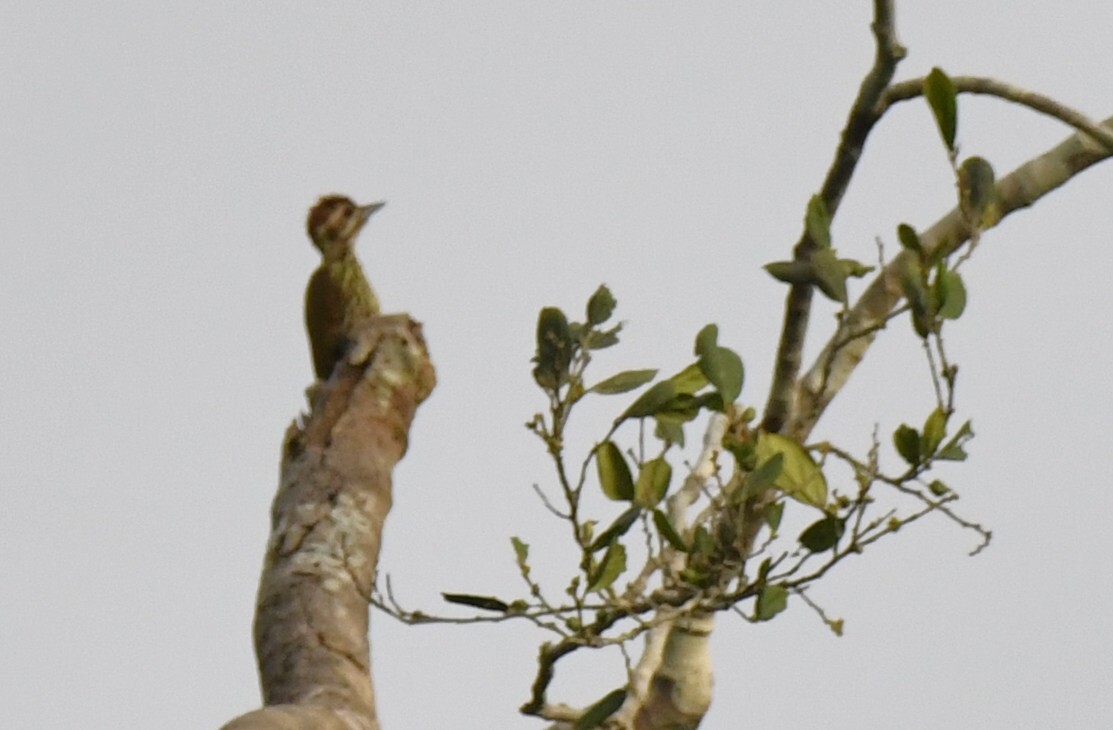 Melancholy Woodpecker (Dendropicos lugubris), photo 5