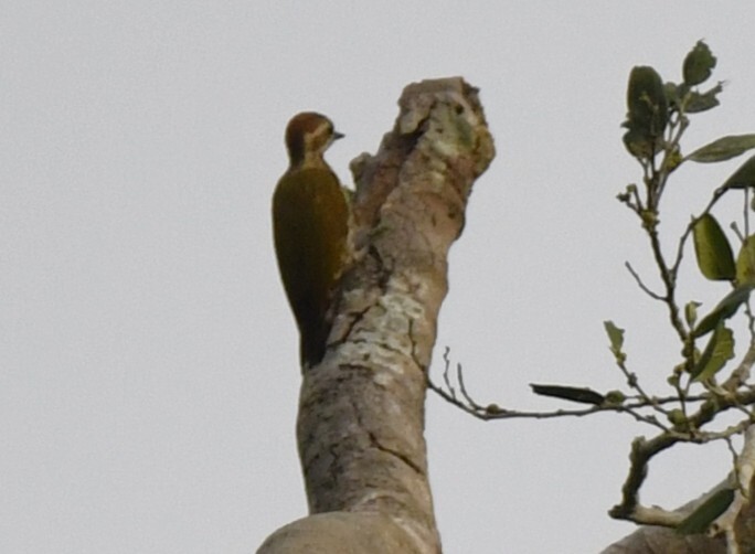 Melancholy Woodpecker (Dendropicos lugubris), photo 6