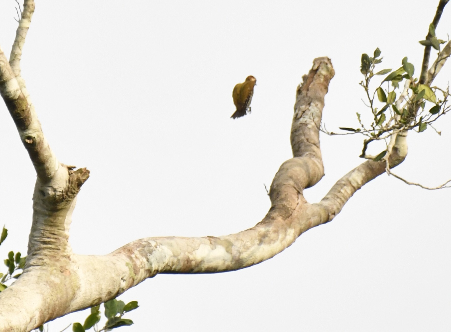 Melancholy Woodpecker (Dendropicos lugubris), photo 7