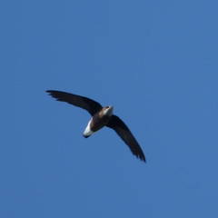 Hirundapus caudacutus